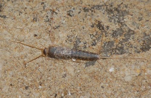 Ctenolepisma lineata